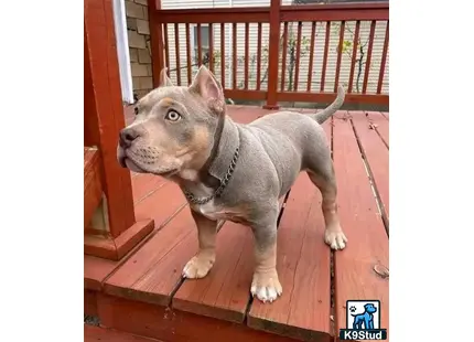 a american bully dog standing on a wooden surface